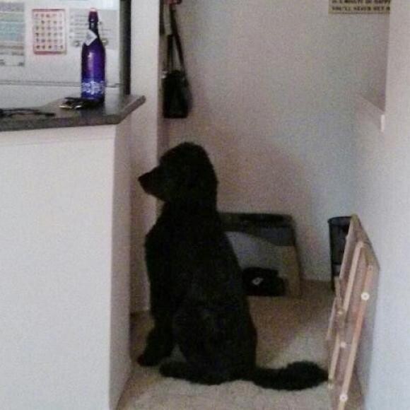 Waiting for his food!