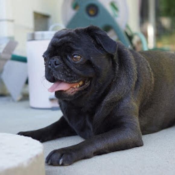 lazy and a bit overweight while on kibble