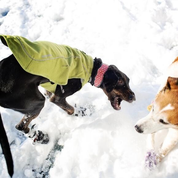 Lila playing in the snow with her friend, Patch!