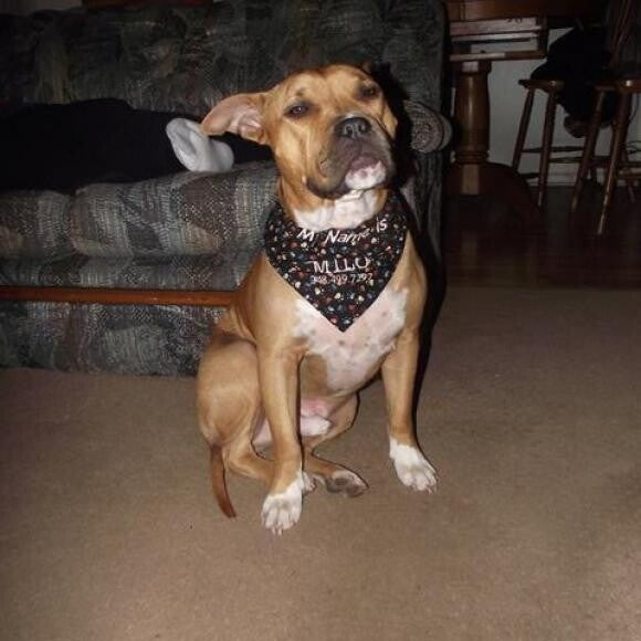 Milo with his bandana
