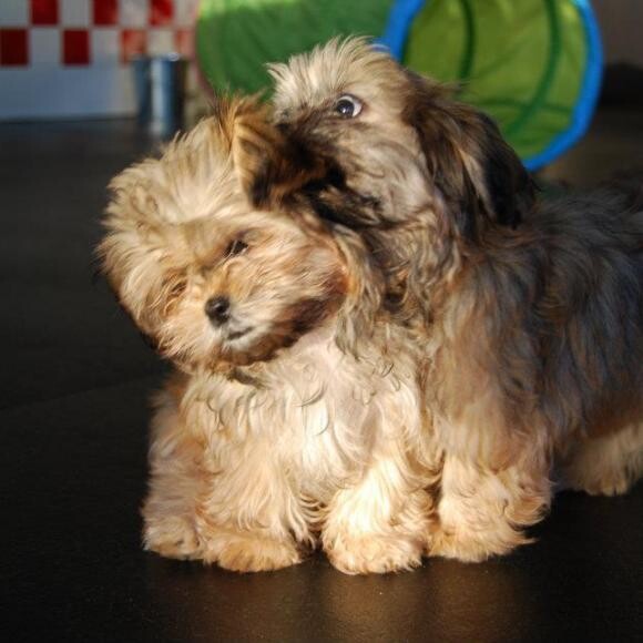 Emmy and Monty as puppies