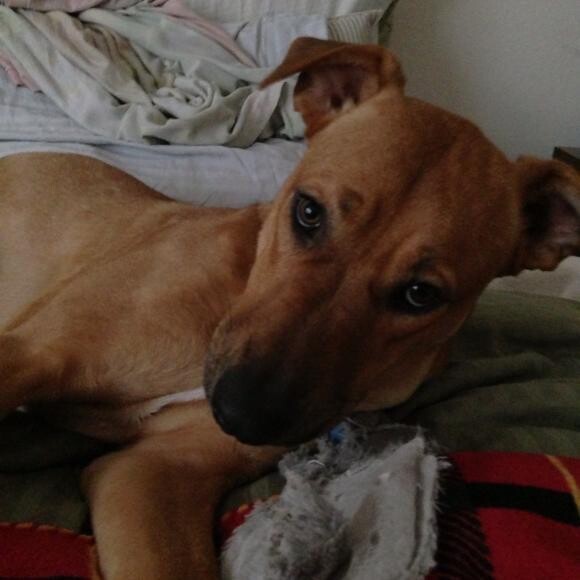 A typical Roxy expression.