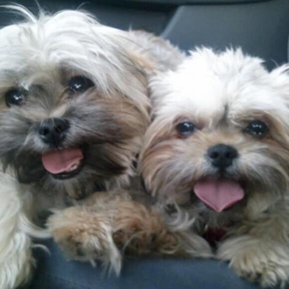 Monty (left), Emmy (right) after a fun walk