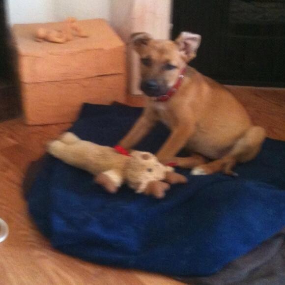 Roxy when she first came to live with us.
