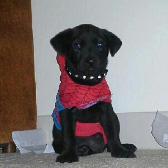 first day we got him he was spider man