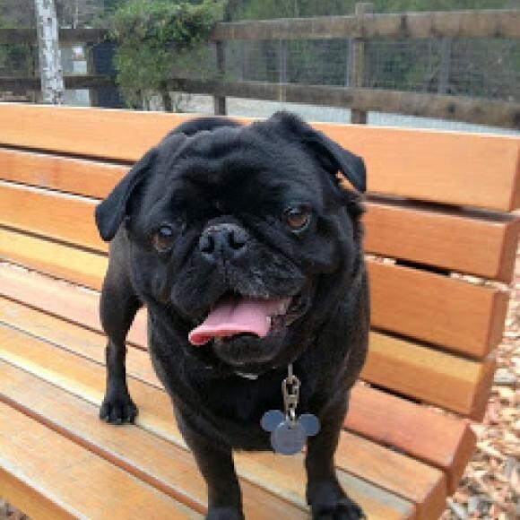 running at the dog park, skinny, shiny coat and one happy hermie