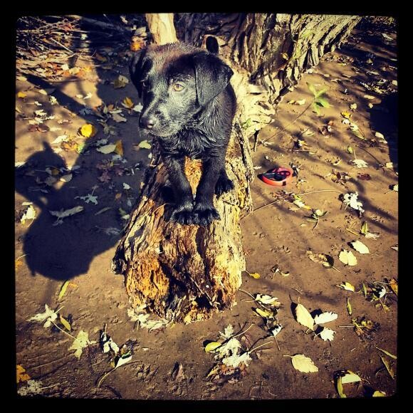 tysons first day at the river and he loved it