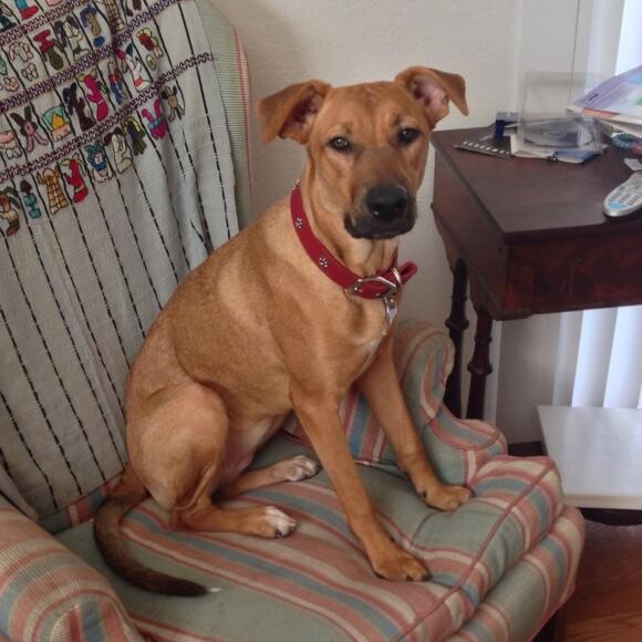 Roxy in her fave chair.