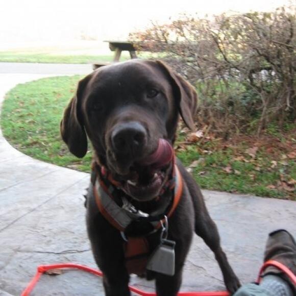 Clancy licking his lips in anticipation of his reward for finding his 'victim' at search and rescue training. n