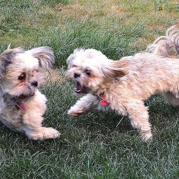 Emmy chasing her brother