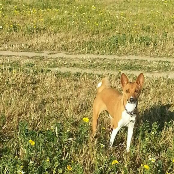 Duma frolics in the daisies at Fiesta Island, San Diego, CA