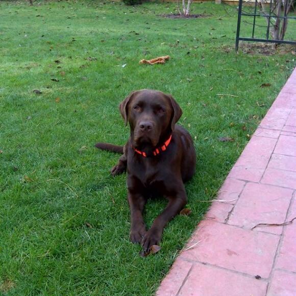 Clancy just hanging out.