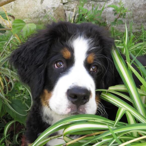 13 weeks... 30 lbs. No lap dog here...