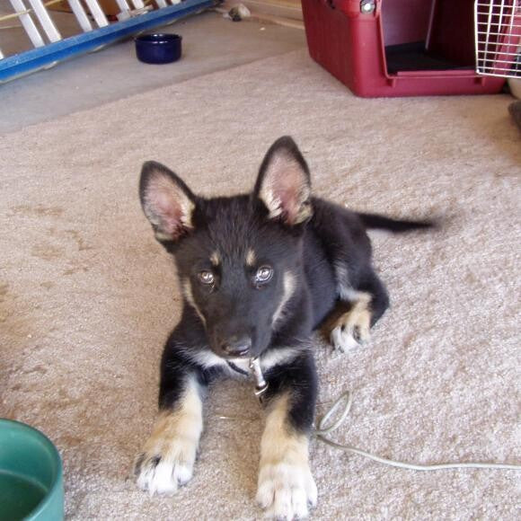 Cole as a puppy.