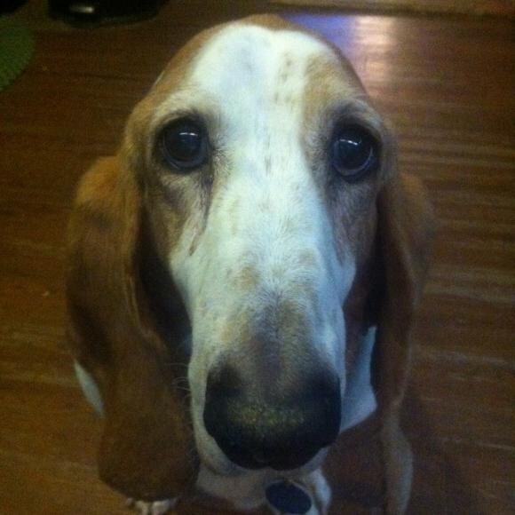 Dudley celebrating his 12th birthday on April 1, 2013!