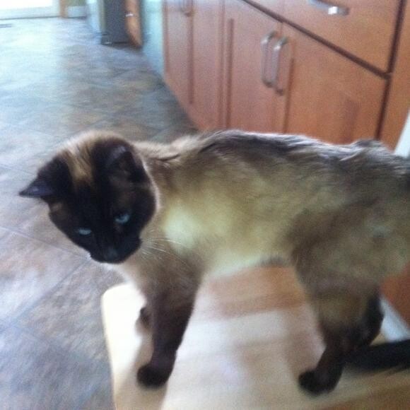 Before diagnosis, medical treatments and diet changes, he was a very skinny cat.
