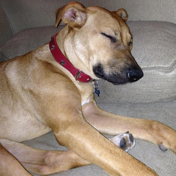 Sleepy puppy.
