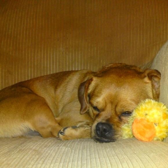 Hans sleeping with his duck.