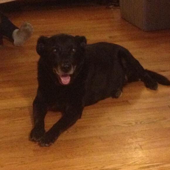 Tanker the baby dog.