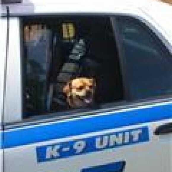Police Dog?