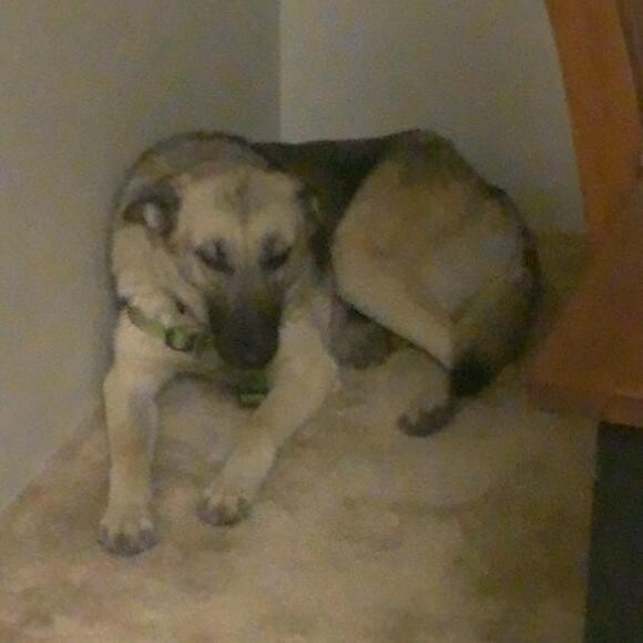 Athena weighed 35lbs and never left this corner when she first came home.