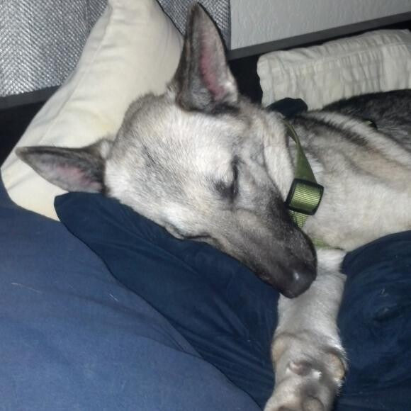 She's gained 10lbs since and likes to hog the pillows!