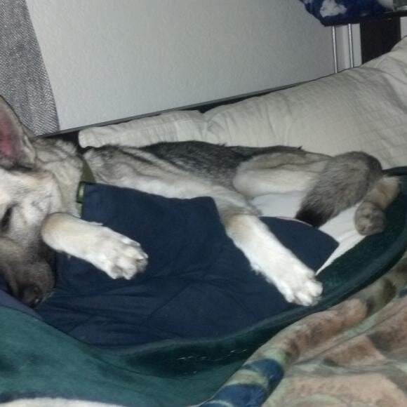 Didn't take long for Athena to find a place to rest.