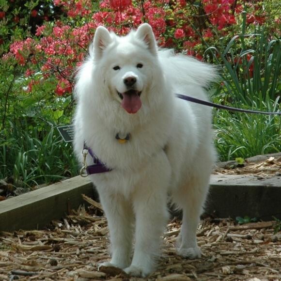 Stoli on one of our pack hikes