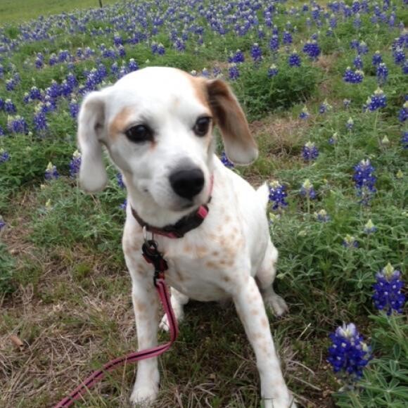 After, spring 2013 in the Texas Bluebonnets