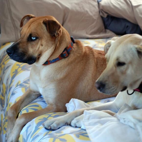 Gator and Florida watching squirrels.