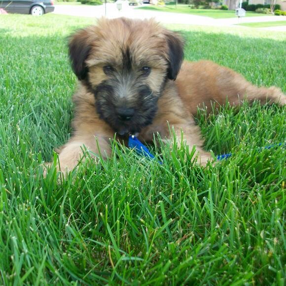 Phil as a puppy