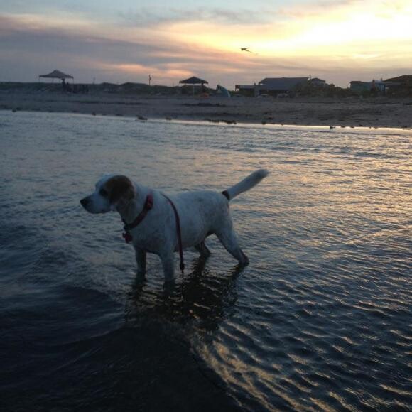 Beach Belle 2012