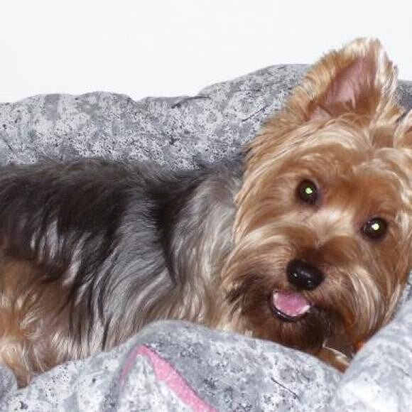 Ollie - 1 yr, happy and healthy
