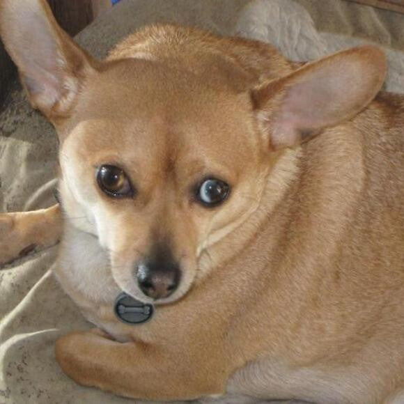 Deer while on kibble