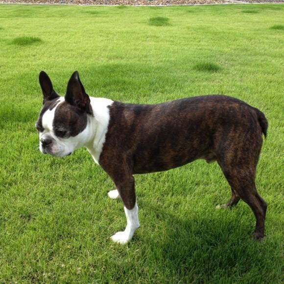 Brutus after switching to Honest Kitchen. As healthy as he ever looked.
