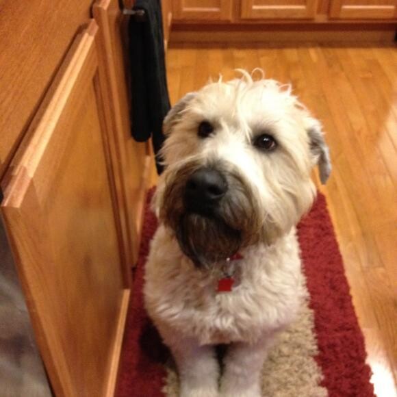 Waiting patiently by the sink for his Honest Kitchen food to be ready