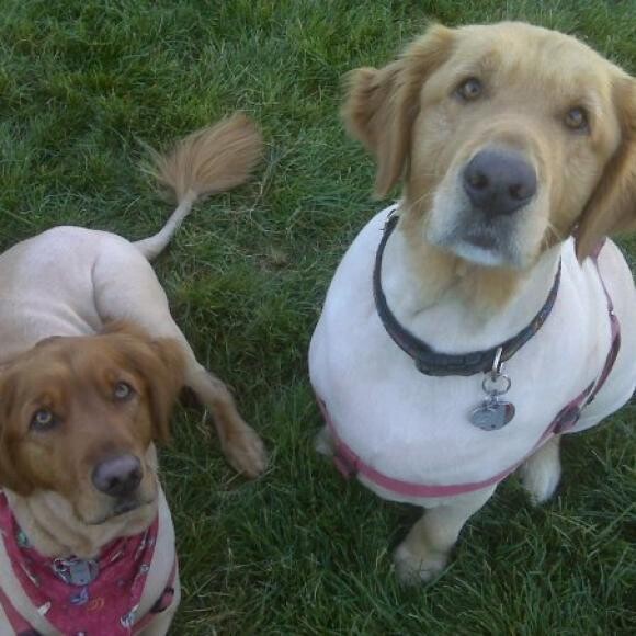 Hobbes & Lambert sporting their Summer Haircuts :)