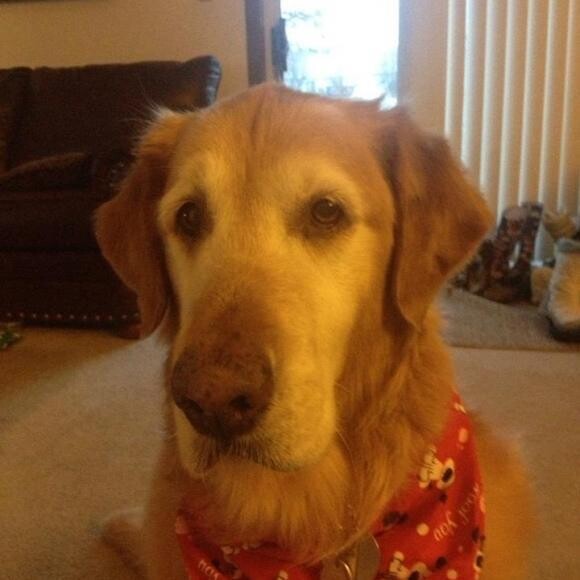 Lammie Pajammie the sweetest boy !