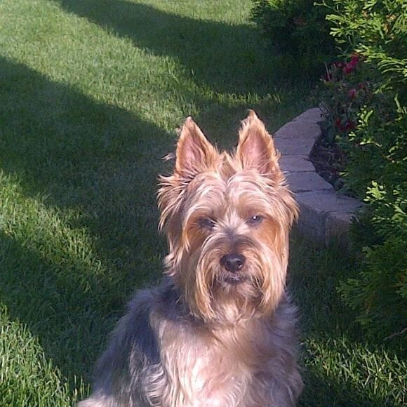 Ollie enjoying the sun