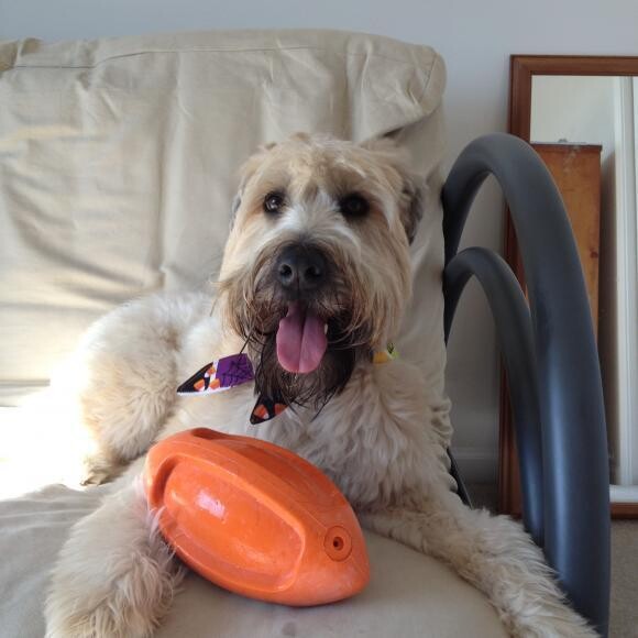 Phil is now a happy, healthy and playful 3-year-old