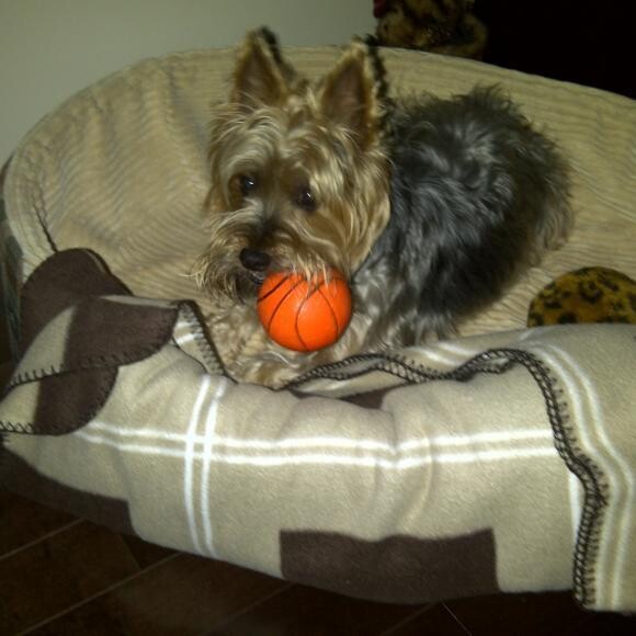 Our little ball hoarder