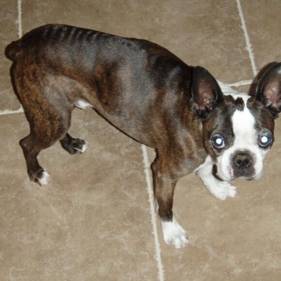 Brutus at the time he was diagnosed with 'CIL'. He was down to 14lbs from 22lbs.