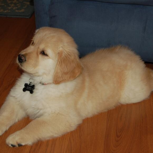 Our pup, Fenway, watching Pound Puppies on TV