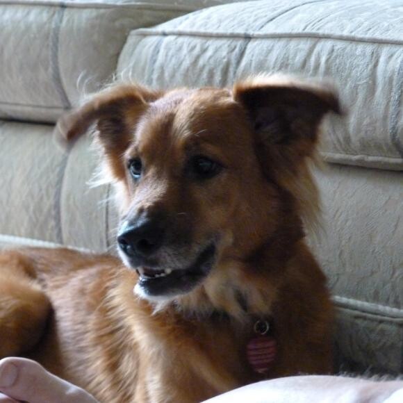 Max in 2010 not long after we rescued him.