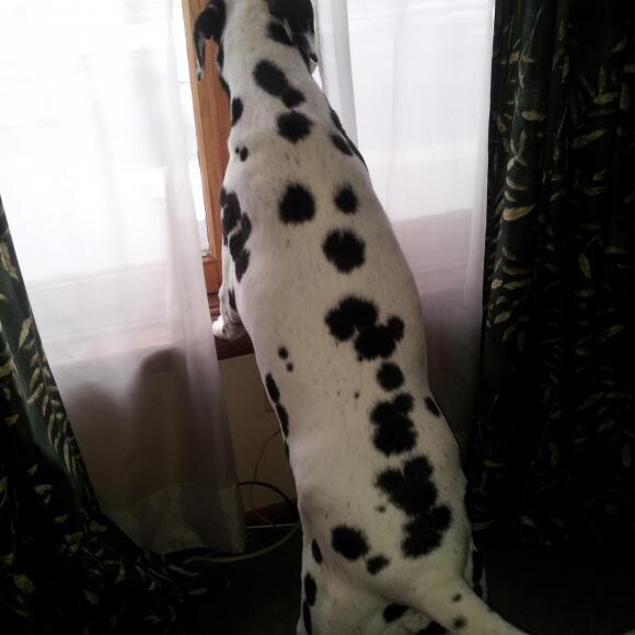 Anakin in early 2013. What happened to our wide load? Is that the same dog?