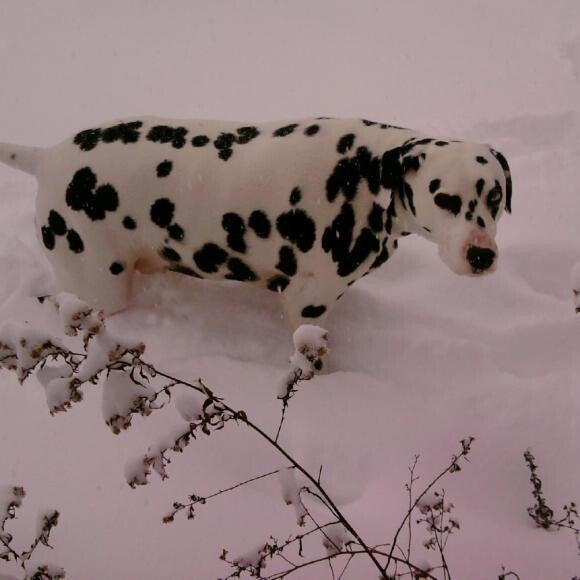 This is Anakin in the winter of 2011. He was not a happy or healthy dog.