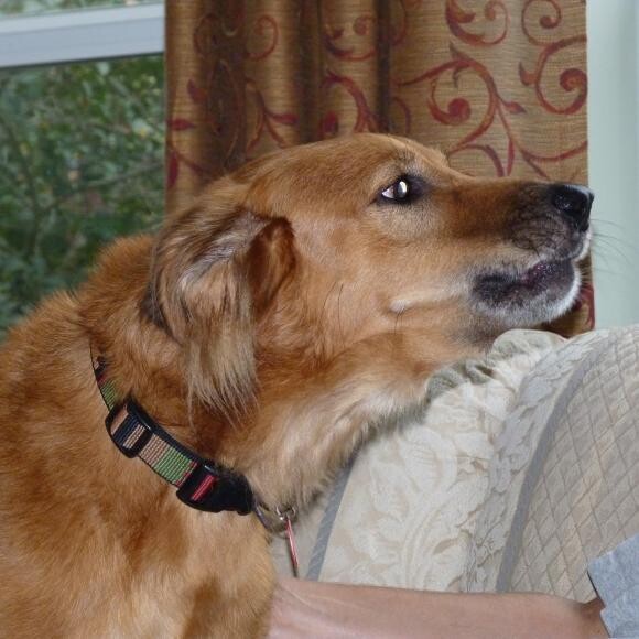 Max spotted a squirrel on our birdfeeder.
