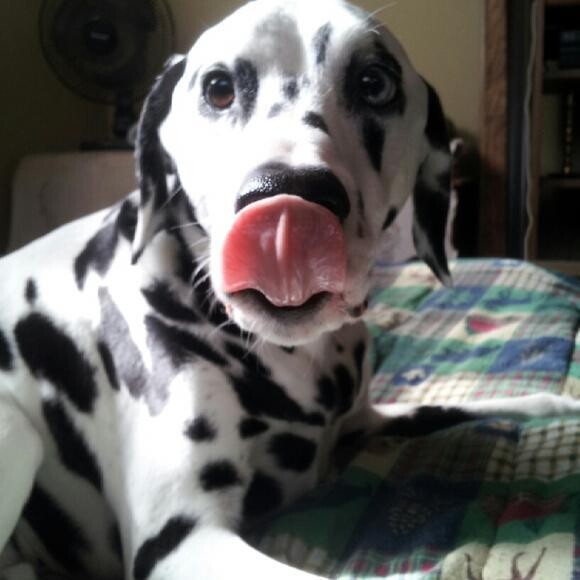 Anakin is a healthier happier dog, and he loves The Honest Kitchen food!