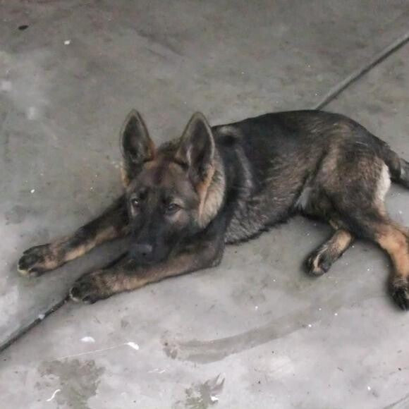 Omma, about 5 mos. old.