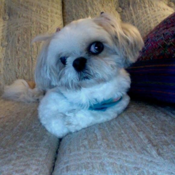 Lexi - From Puppy Mill to Pampered Princess